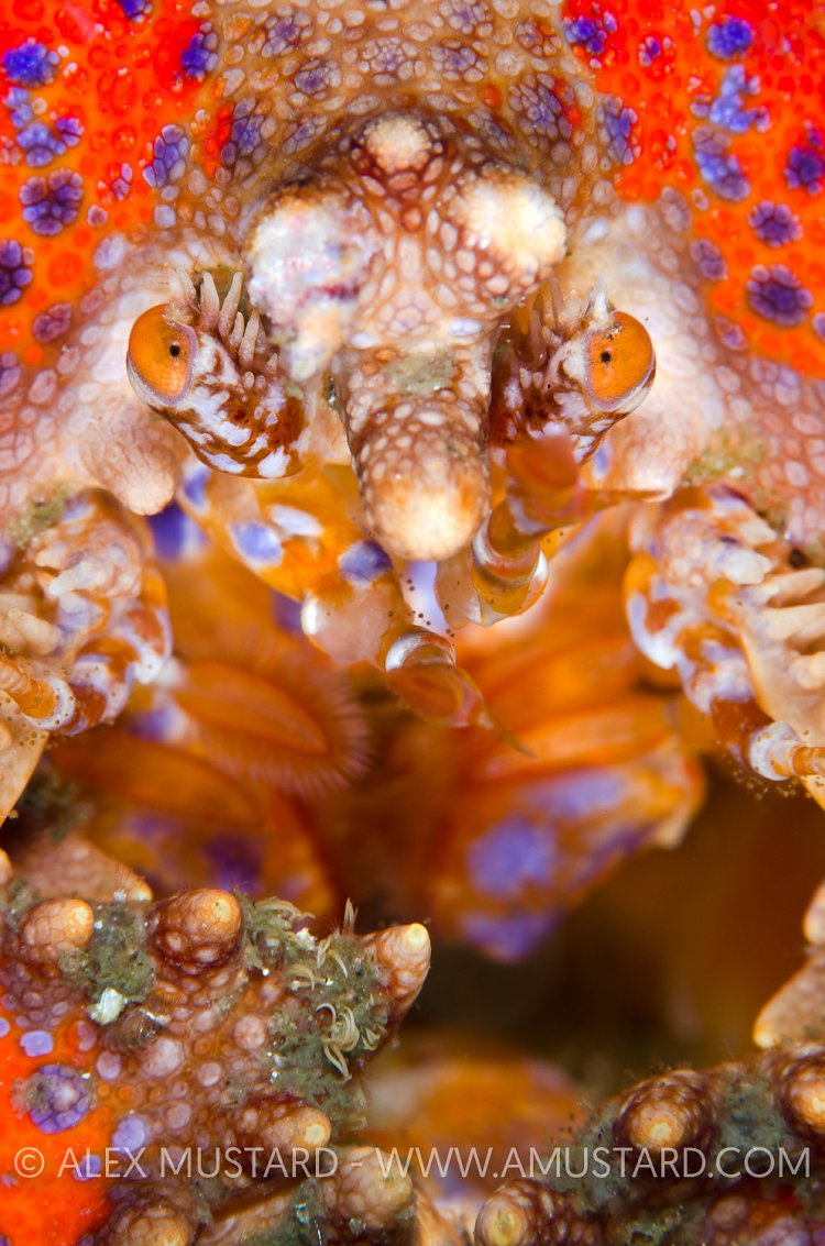 Puget Sound King Crab Portrait. Canada