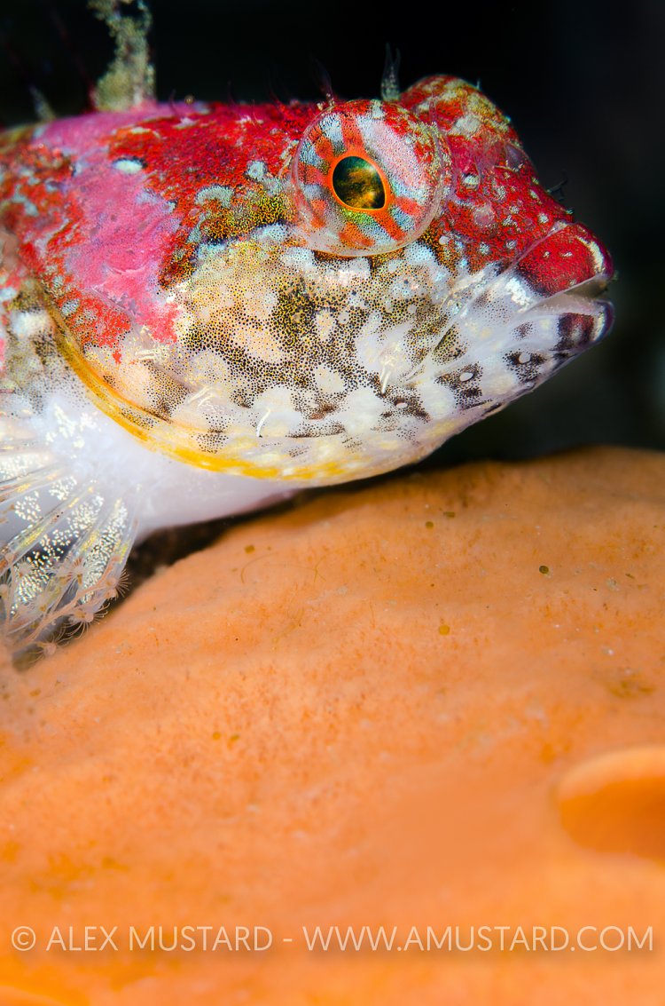 Colourful Sculpin. Canada.