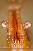 Coonstripe Shrimp. Canada.