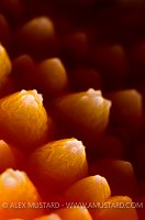 Orange Peel Nudibranch Detail Canada.