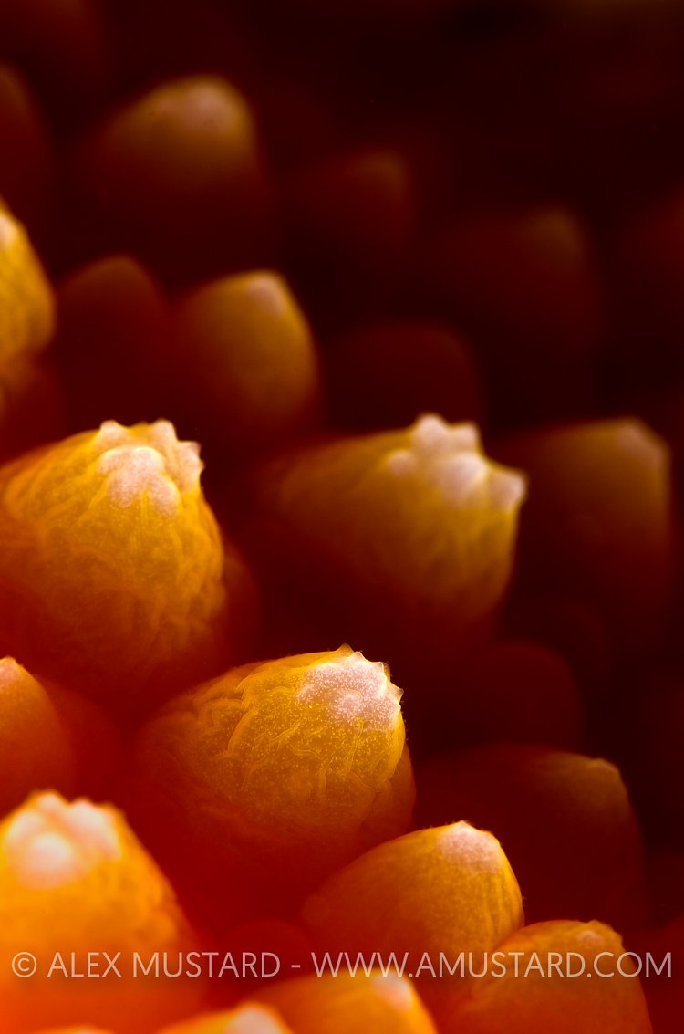 Orange Peel Nudibranch Detail Canada.