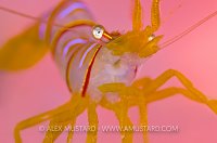 Candy Striper. Canada