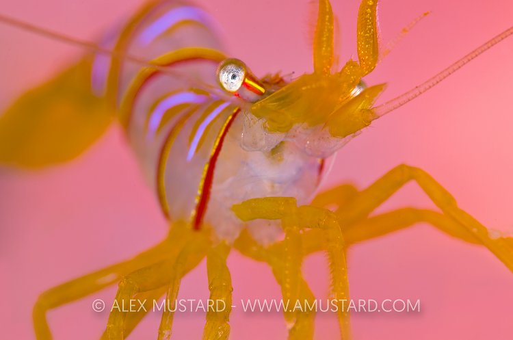Candy Striper. Canada