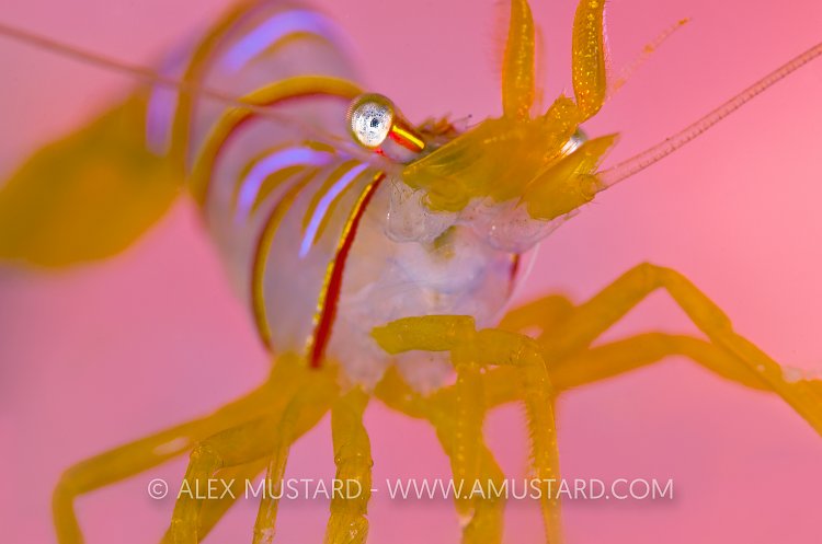 Candy Striper. Canada