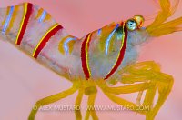 Candy Striped Shrimp. Canada