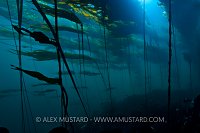 Bull Kelp Forest. Canada.