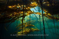 Bull Kelp Forest. Canada.