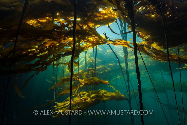 Bull Kelp Forest. Canada.