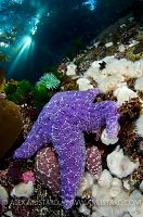 Purple Sea Star Beneath Trees. Canada