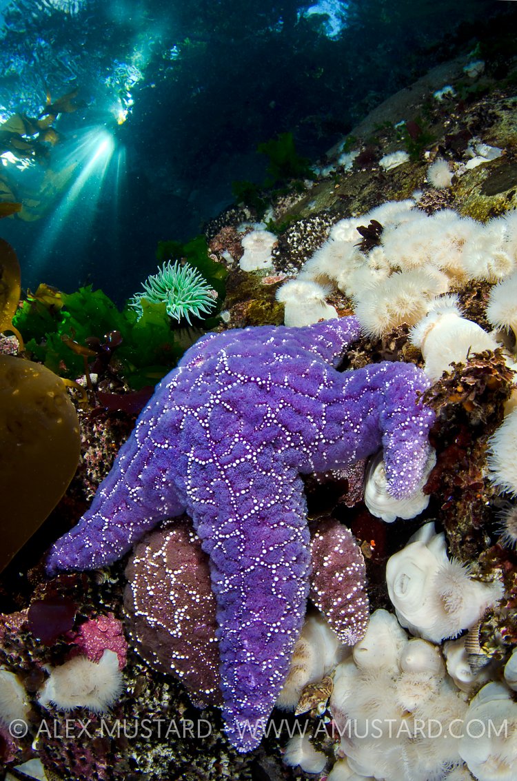 Purple Sea Star Beneath Trees. Canada