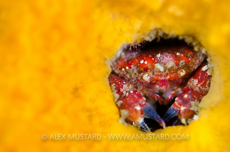 Pygmy Cancer Crab. Canada.