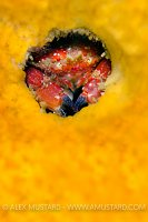 Pygmy Cancer Crab. Canada.