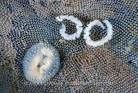 Nudibranch With Eggs. Canada.