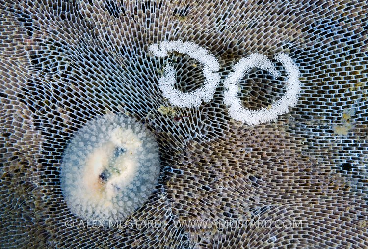 Nudibranch With Eggs. Canada.