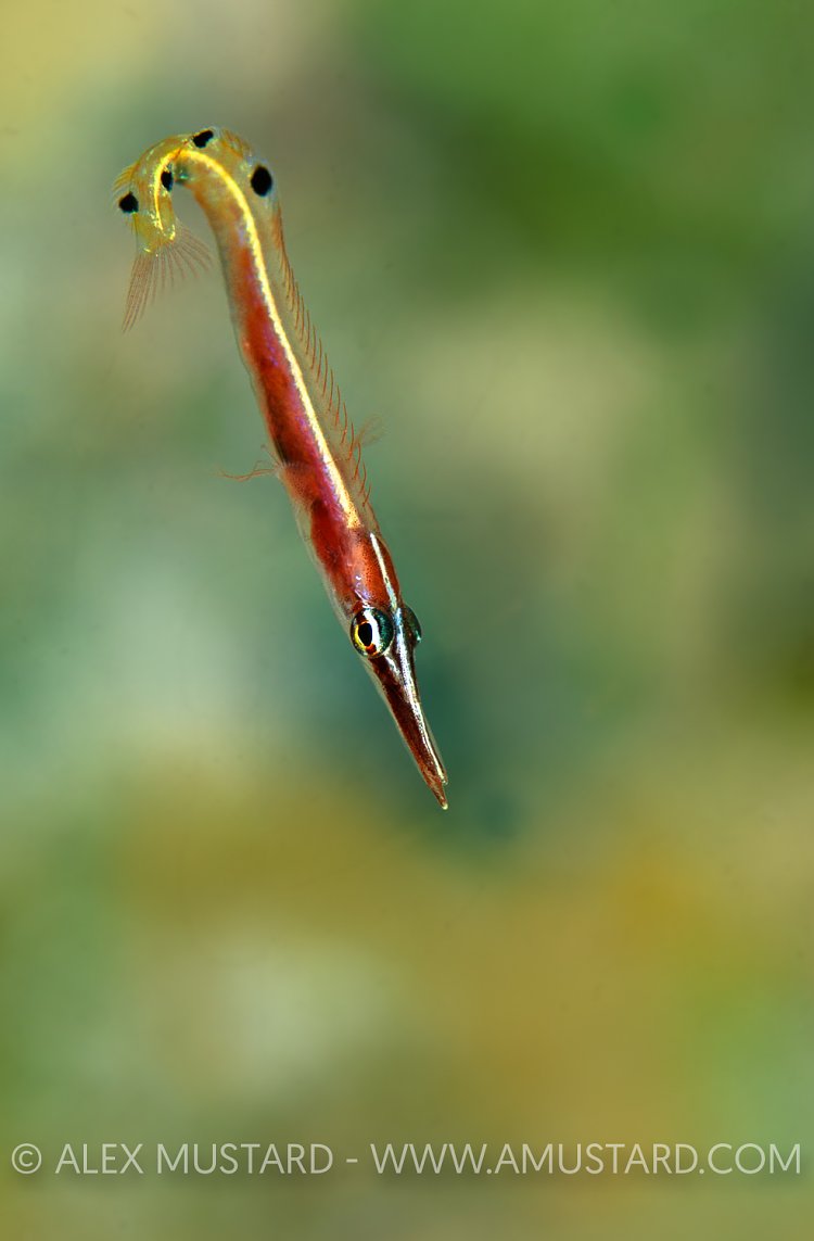 Hunting Arrow Blenny. Cayman Islands.