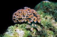 Lettuce Nudibranch. Cayman Islands.