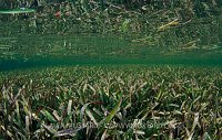 Seagrass Meadow. Cayman Islands.