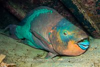 Sleeping Parrotfish. Cayman Islands.
