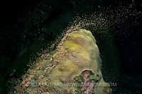 Boulder Star Coral Spawning. Cayman Islands.
