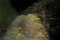 Boulder Star Coral Spawning. Cayman Islands.