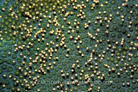 Star Coral Spawning. Cayman Islands.