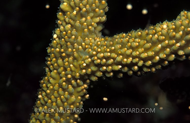 Staghorn Coral Spawning. Cayman Islands