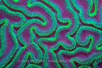 Fluorescent Brain Coral. Cayman Islands.