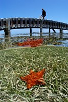 Cushion Sea Star Below Jetty/ Cayman Islands.