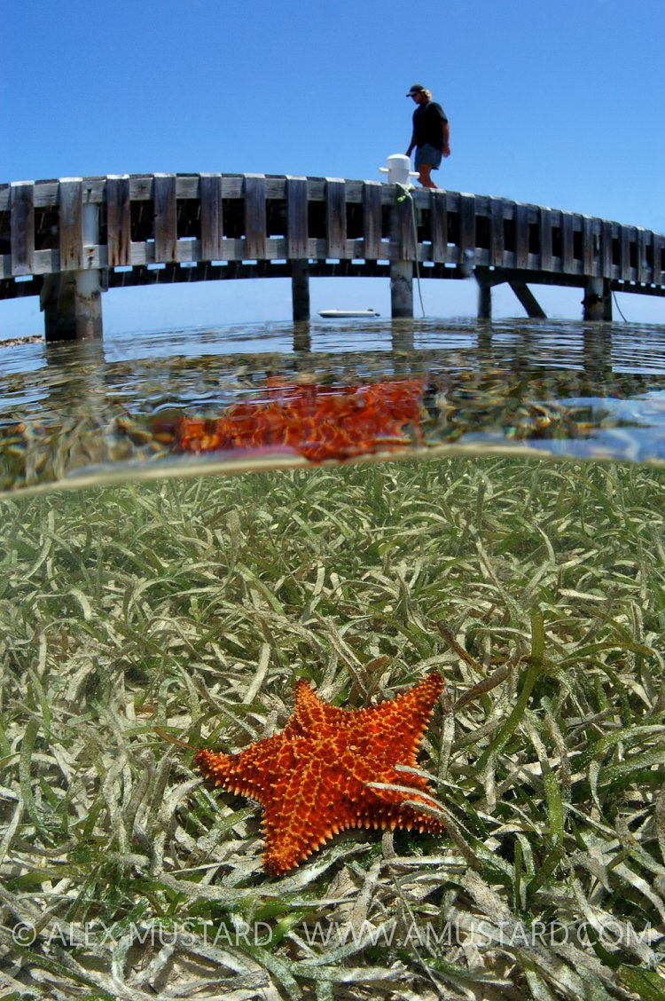 Cushion Sea Star Below Jetty/ Cayman Islands.