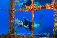 Underwater Photographer On Wreck. Cayman Islands