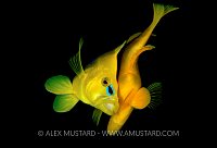 Shy Hamlet Spawning. Cayman Islands.