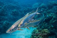 Tarpon Courtship. Cayman Islands.