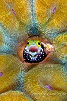 Secretary Blenny. Cayman Islands