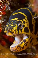 Chain Moray Eel. Cayman Islands.