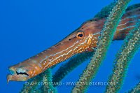 Trumpetfish Hiding. Cayman Islands.
