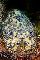 Slipper Lobster At Night. Cayman Islands.