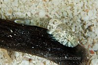 Stippled Clingfish. Cayman Islands.