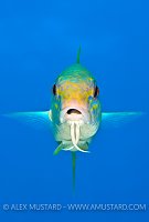 Goatfish Portrait. Cayman Islands.