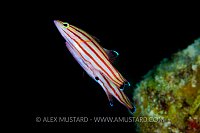 Peppermint Bass Spawning. Cayman Islands.