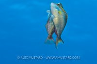 Redband Parrotfish Spawning. Cayman Islands