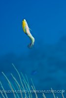 Yellowhead Dance. Cayman Islands