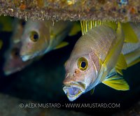 Schoolmaster Yawning. Cayman Islands.