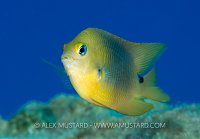 Threespot Damsel Territory. Cayman Islands.