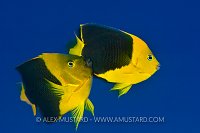 Mating Rock Beauty Angelfish. Cayman Islands.