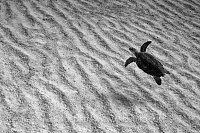 Hawksbill Turtle Over Sand. Cayman Islands.