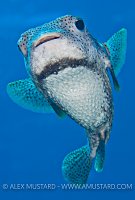 Porcupinefish. Cayman Islands.