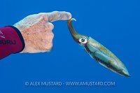 Squid Encounter. Cayman Islands.