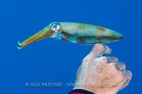 Reef Squid Encounter. Cayman Islands.