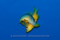 Yellowbelly Hamlets Spawning. Cayman Islands.