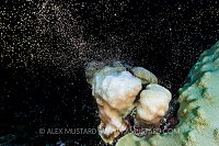 Bleached Star Coral Spawning. Cayman Islands.